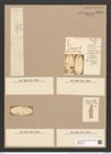 Dimerogramma fulvum (Greg.) Ralfs. (de-Toni-Nr.: Genus 80, Species 2878) Zeichnungen Sammlung Grunow Nr. 5844 (NHMW-BOT-W0374276)